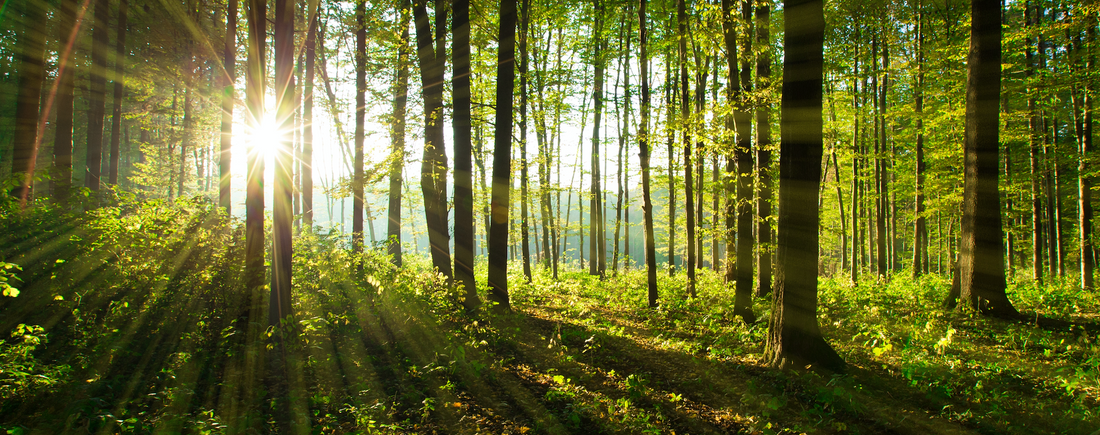 Waldbaden: Die heilende Kraft der Bäume