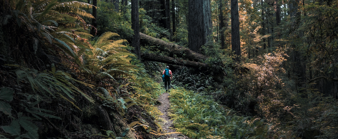 Der Wald als Fitnessstudio: Outdoor-Workouts für mehr Gesundheit